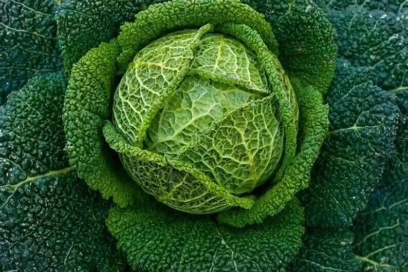 200+ Savoy Perfection Cabbage Seeds — Heirloom — NON GMO — FRESH