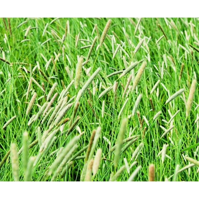 Climax Timothy Grass Seeds, 5 Pounds Pack by