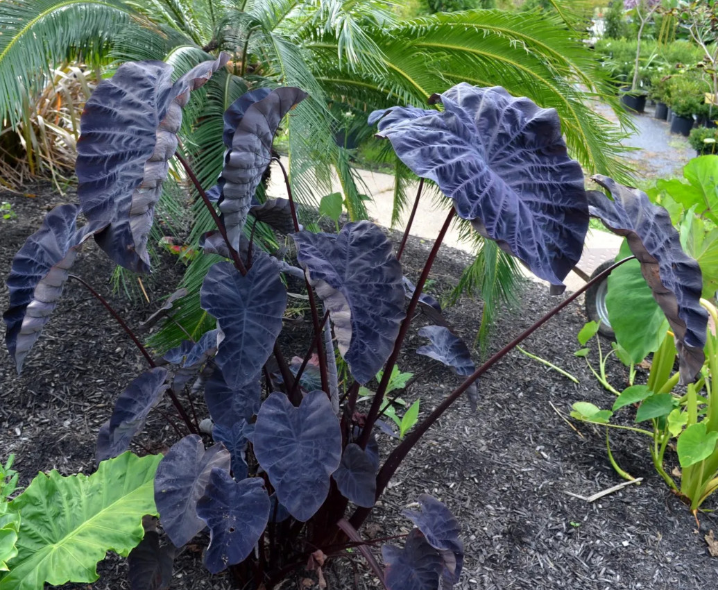 Black Ruffle Colocasia Live Plant – 5-10″ Tall – Dark Elephant Ear Tropical