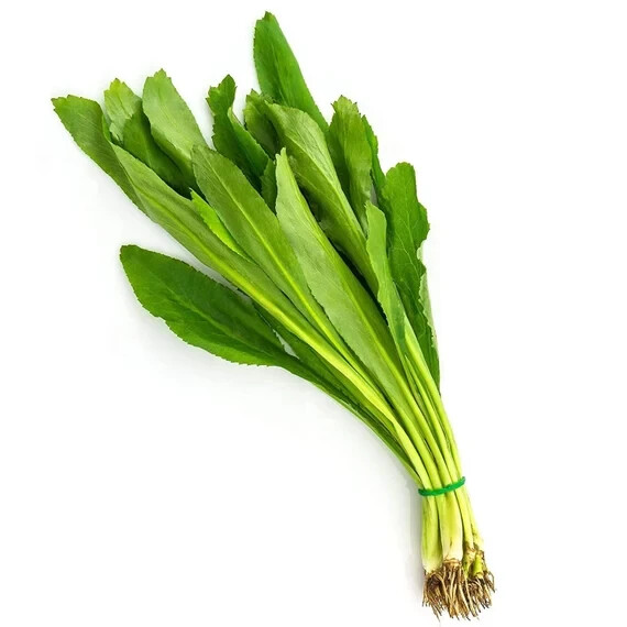 Vietnamese Culantro Seeds – Ngo Gai – HEIRLLOM – NON-GMO 250MG