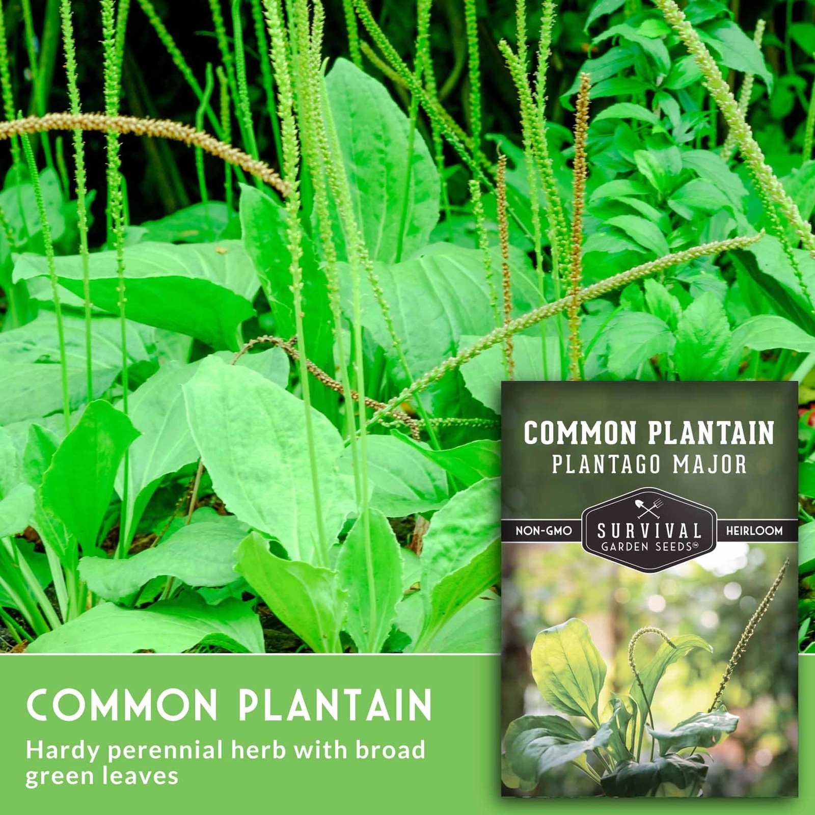 Plantain Seeds Common Plantago Major Edible Herb for Survival Garden 5 Pack
