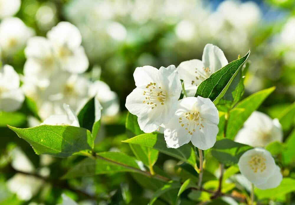 25 White Jasmine Bonsai Tree Seeds Vibrant White Flowers
