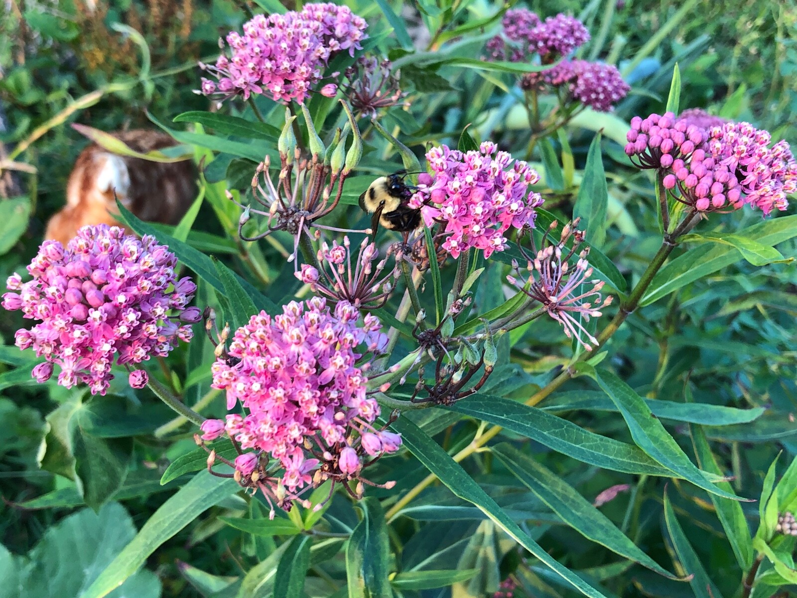 FRESH! Organic SWAMP MILKWEED Seeds~Asclepias Incarnata~Stratified~MONARCH HOST