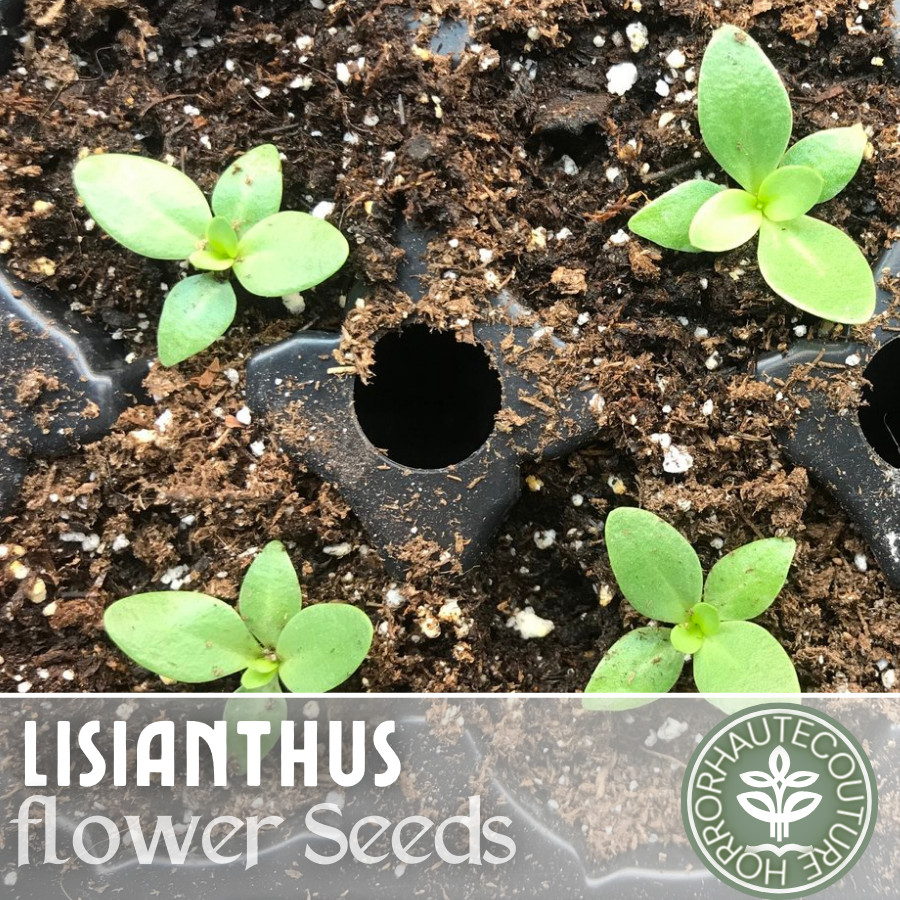 Ethos Blue Lisianthus Seeds – 125-5000 Seeds Flower Seed Non Gmo Heirloom