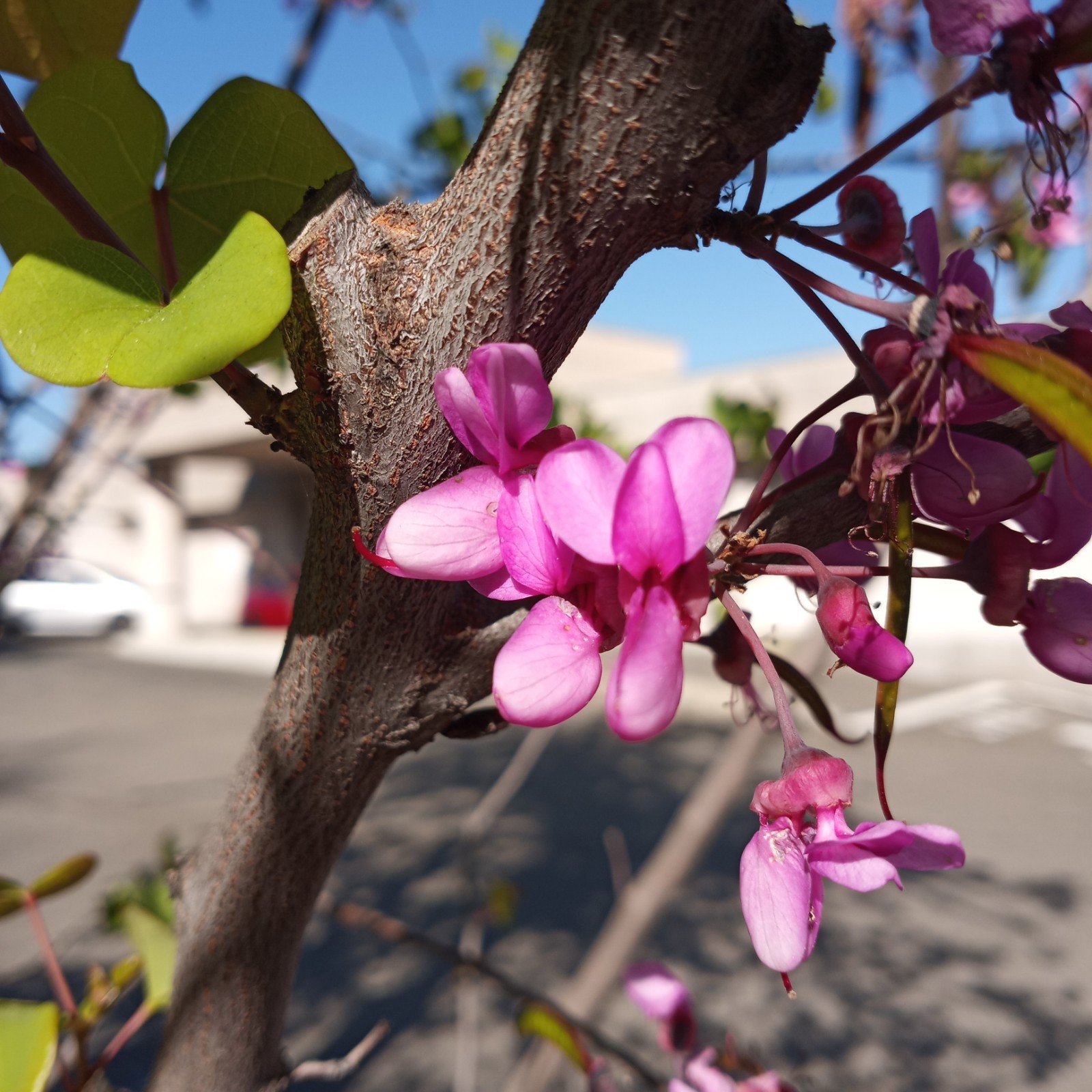 Judas Tree 25 Seeds (Cercis siliquastrum) Mediterranean Redbud Flowers Fast