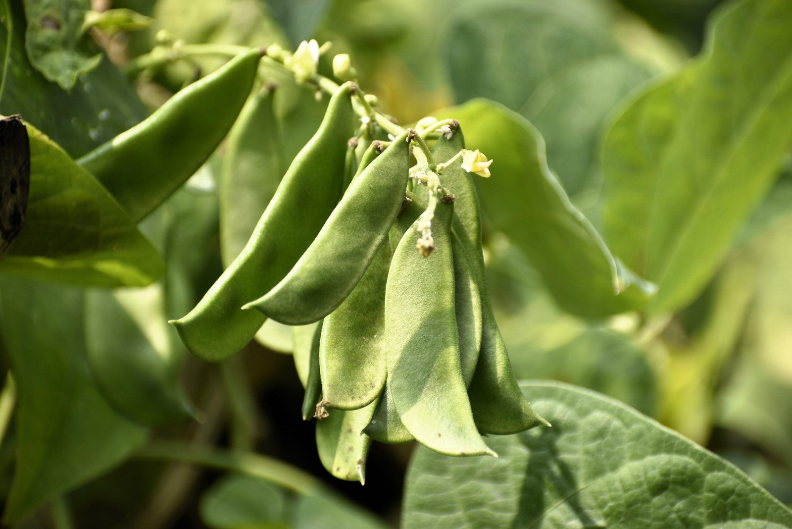 20 FORDHOOK LIMA BEAN Phaseolus Lunatus Bush Bean Vegetable Seeds