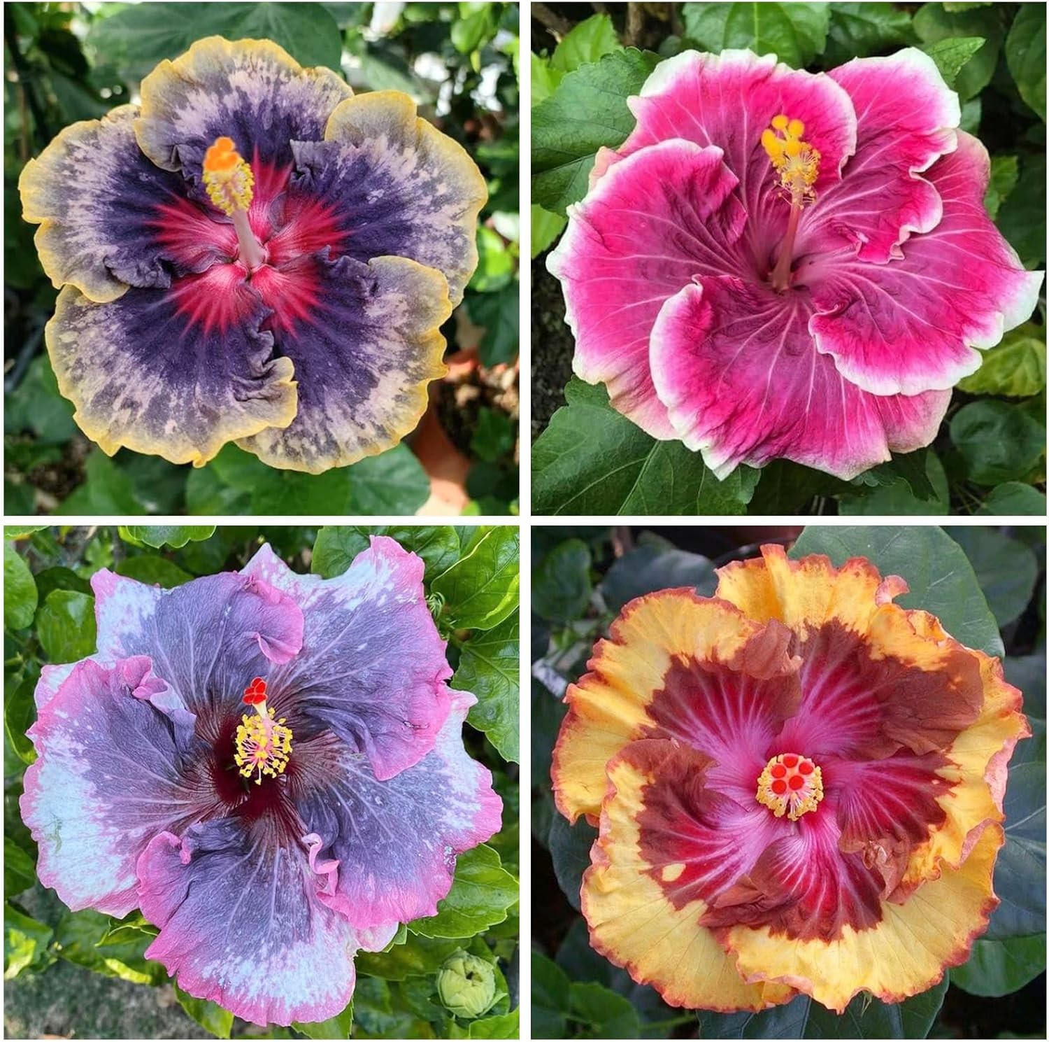 100+ Mixed Hibiscus Seeds Planting Outdoor- Perennial Rare Non-GMO Heirloom Hibi