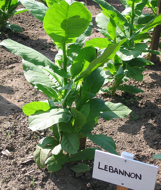 1000 Lebanese Izmir Tobacco Seeds ~ FAST Growing Heirloom Nicotiana Tabacum