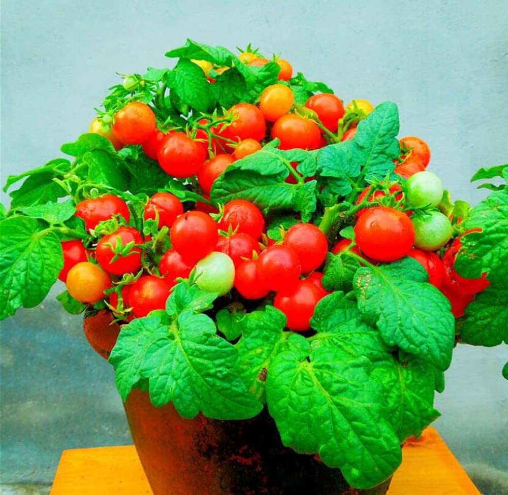 MOCCUROD 100 Seeds Indoor Cherry Tomato Dwarf Red and Yellow Tomato Rare Vege…