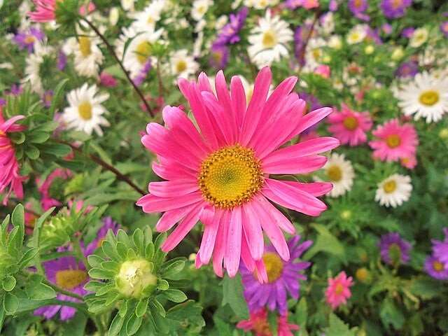 Single Mix China Aster Seeds | Callistephus Chinensis Daisy Cut Flower Seed 2024