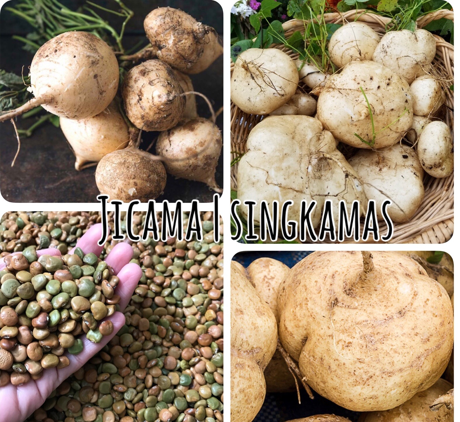 20 SEEDS Jicama | Singkamas | Yam Bean | NON-GMO