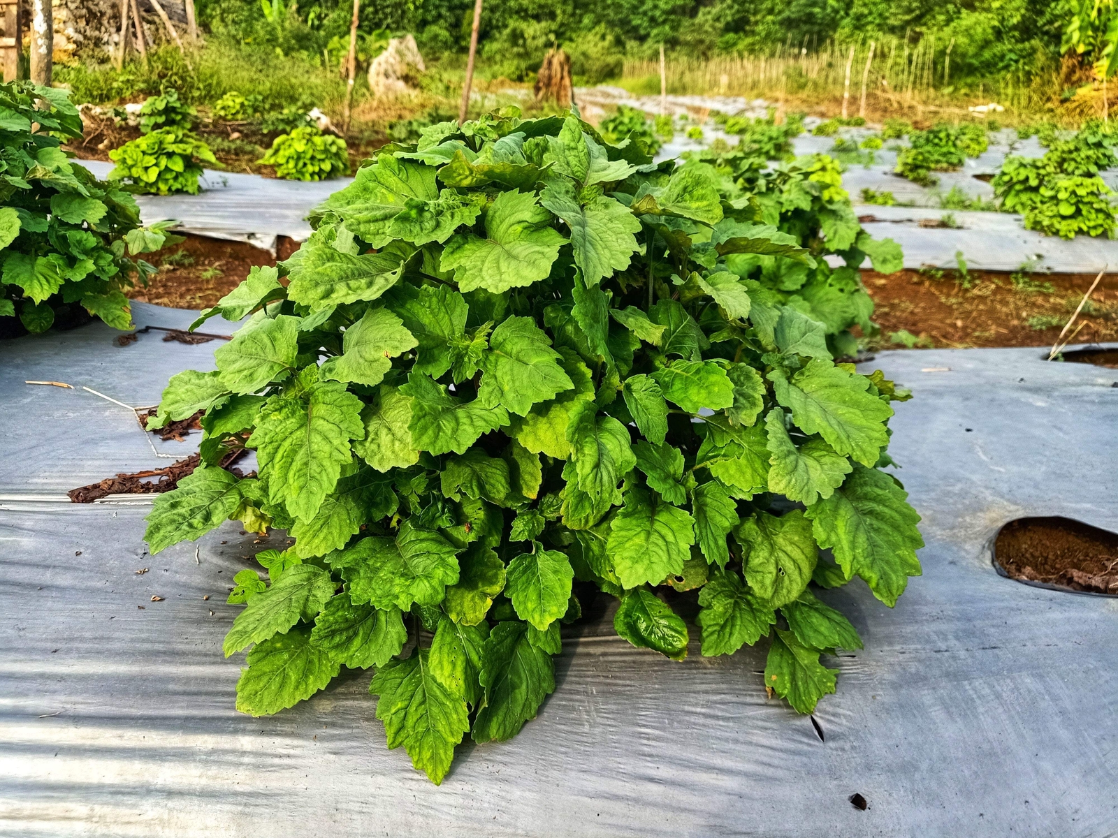 5 TRUE PATCHOULI Shrub Fragrant Patchouly Pogostemon Cablin Herb Seeds *Comb S/H