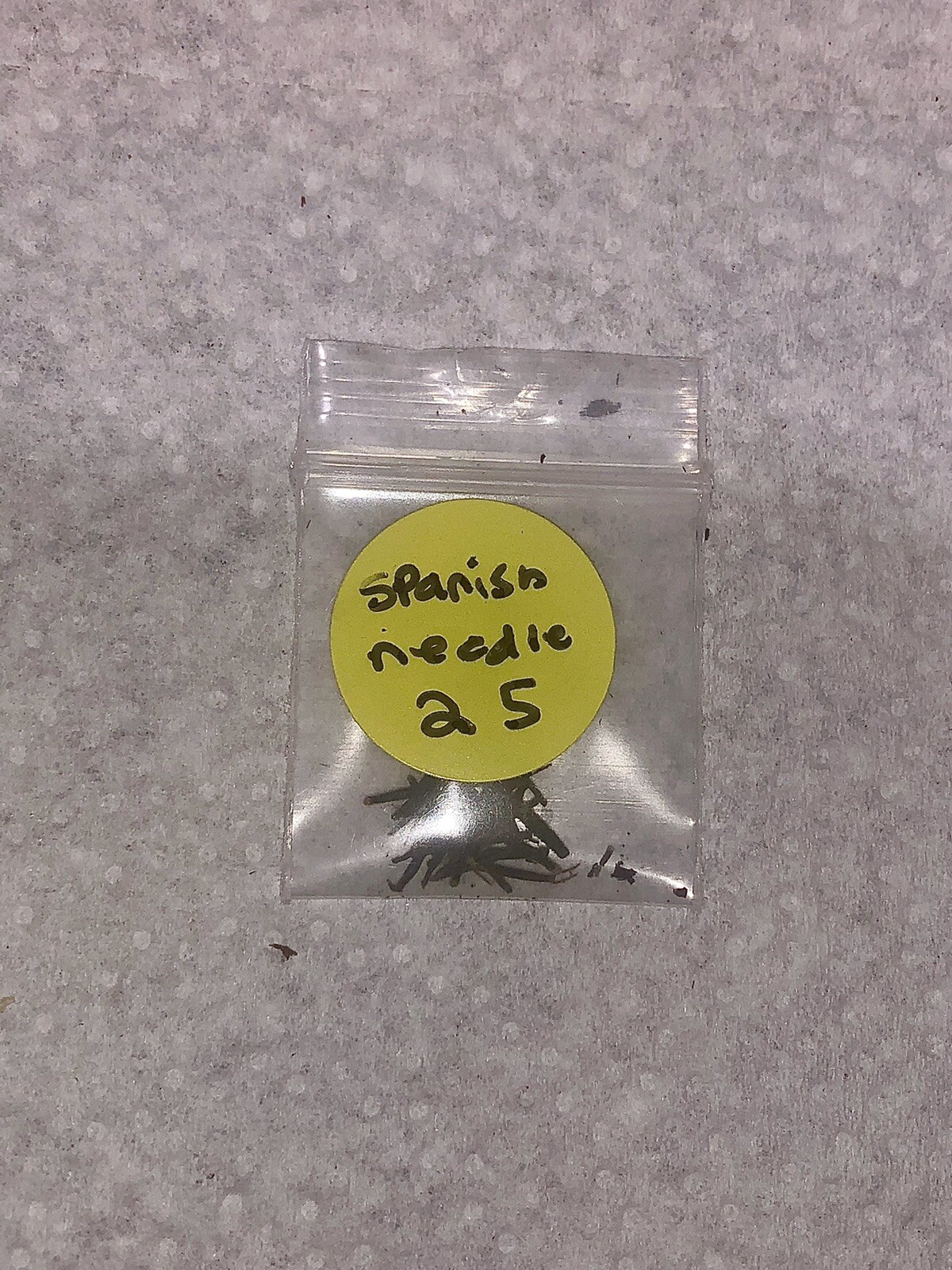 Spanish Needle Flower Seeds 25 Count