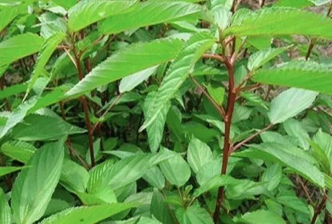 400 Molokhia, Egyptian spinach Saluyot, Jute seeds | treated |