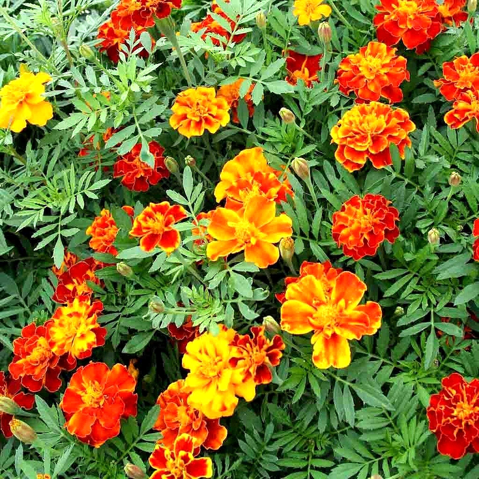 600+ POT MARIGOLD SEEDS SPRING MIX MOSQUITO BUG REPELLENT DWARF FLOWER MEDICINAL