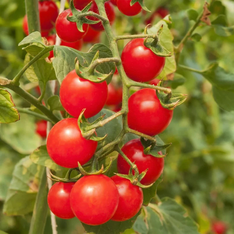 30 MATT’S WILD CHERRY TOMATO SEEDS ~ 2026 ~ heirloomseedguy ~ USA