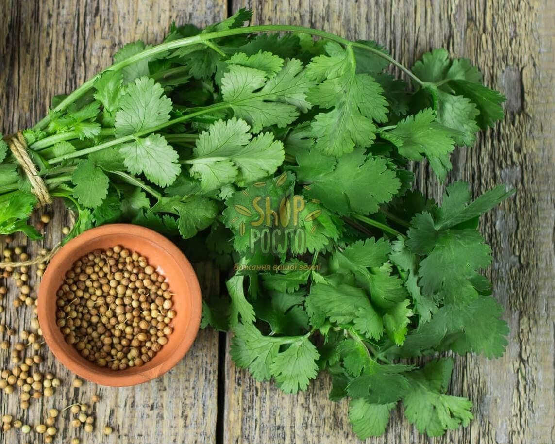 Cilantro ‘Leisure’ Slow-Bolt Seeds – Heirloom Non-GMO Coriander 100 Seeds