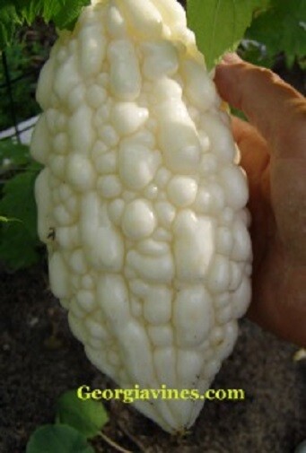 Bitter Melon Momordica charantia White Pearl 5 seeds