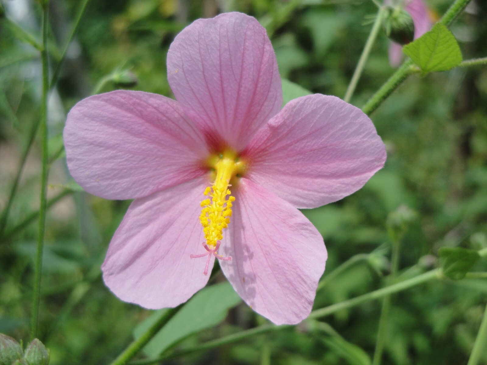 Pink Mallow Kosteletzkya virginica Native Perennial Wildflower 25 seeds from2023
