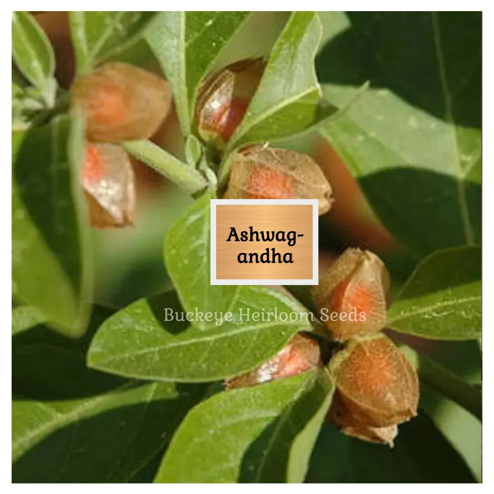 Ashwagandha | 200 Seeds | Withania somnifera | Ayurvedic Herb