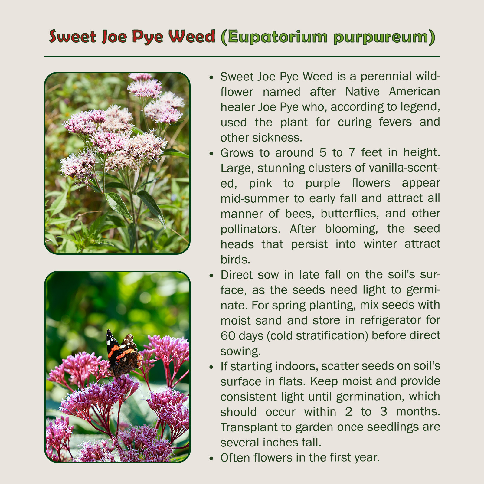 500 Sweet Joe Pye Weed Seeds, Perennial, Bee & Butterfly Attractor, Genuine USA