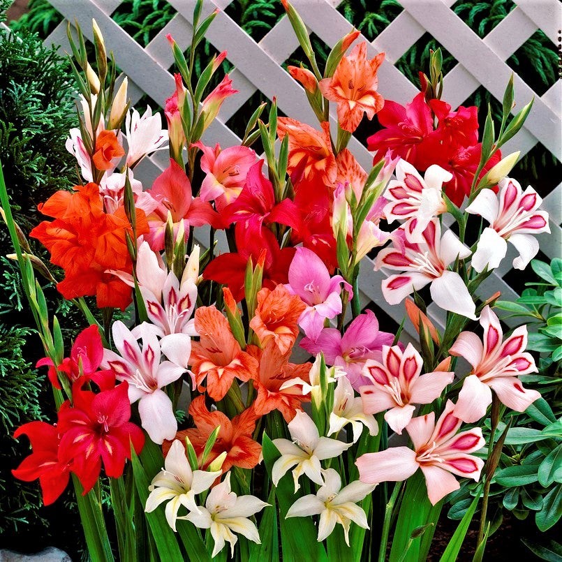 Hardy Gladiolus Nanus Easy to Grow Mix 30 Plant Bulbs, Spring to Summer Flowers