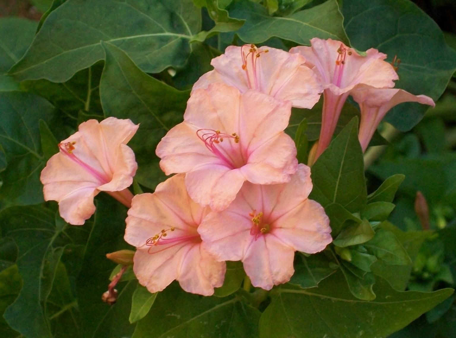 25 Salmon Four O’clock Flowers Seeds 4 Seeds Perennial Flower 426 US Seller