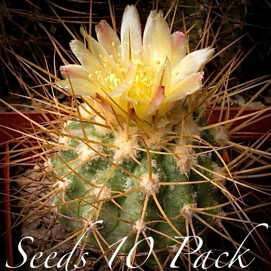 (10) Pack RARE SEEDS Copiapoa Taltalensis US SELLER