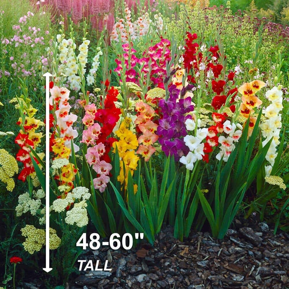 10/12cm, Gladiolus Rainbow Mix Flower Bulbs (Bag of 25)