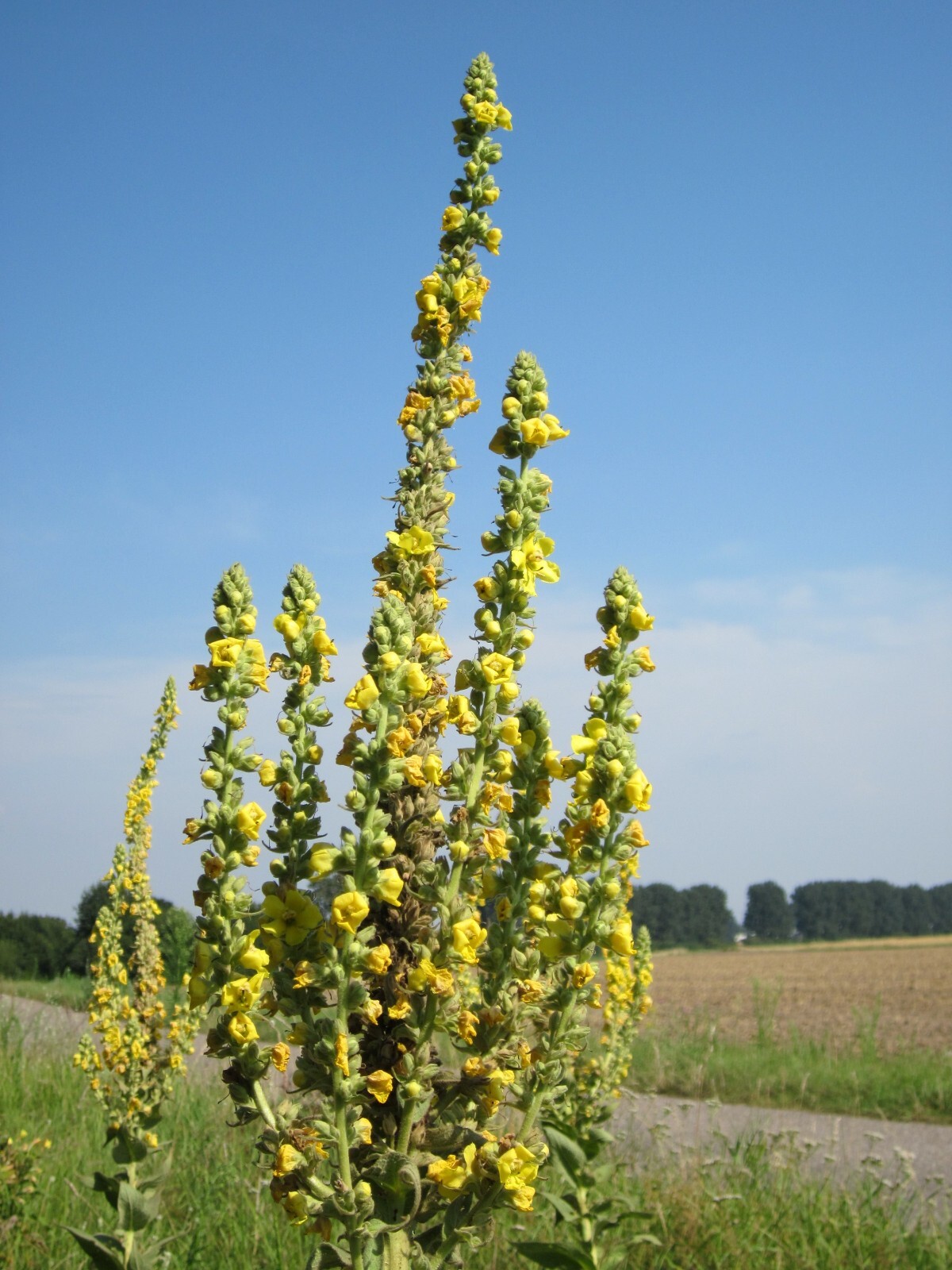 1000 Mullein Seeds – Verbascum thapsus – Herb – Great Mullein