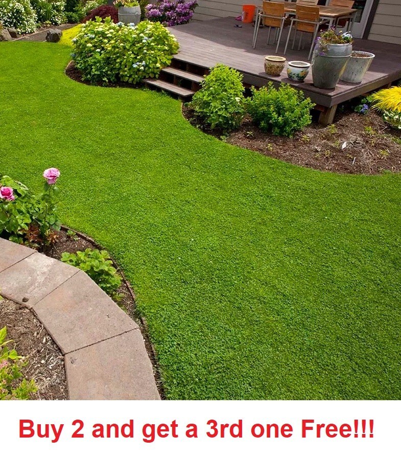 Micro clover seeds 5000-8000 seeds – ground cover – drought resistant