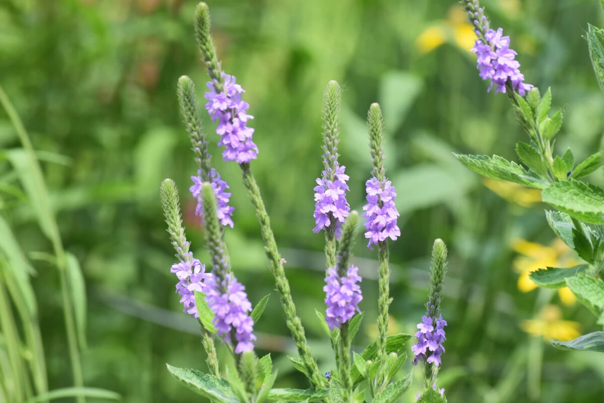 Hoary Vervain Seeds, Hoary Verbena, Violet Blue Flower, FREE SHIPPING