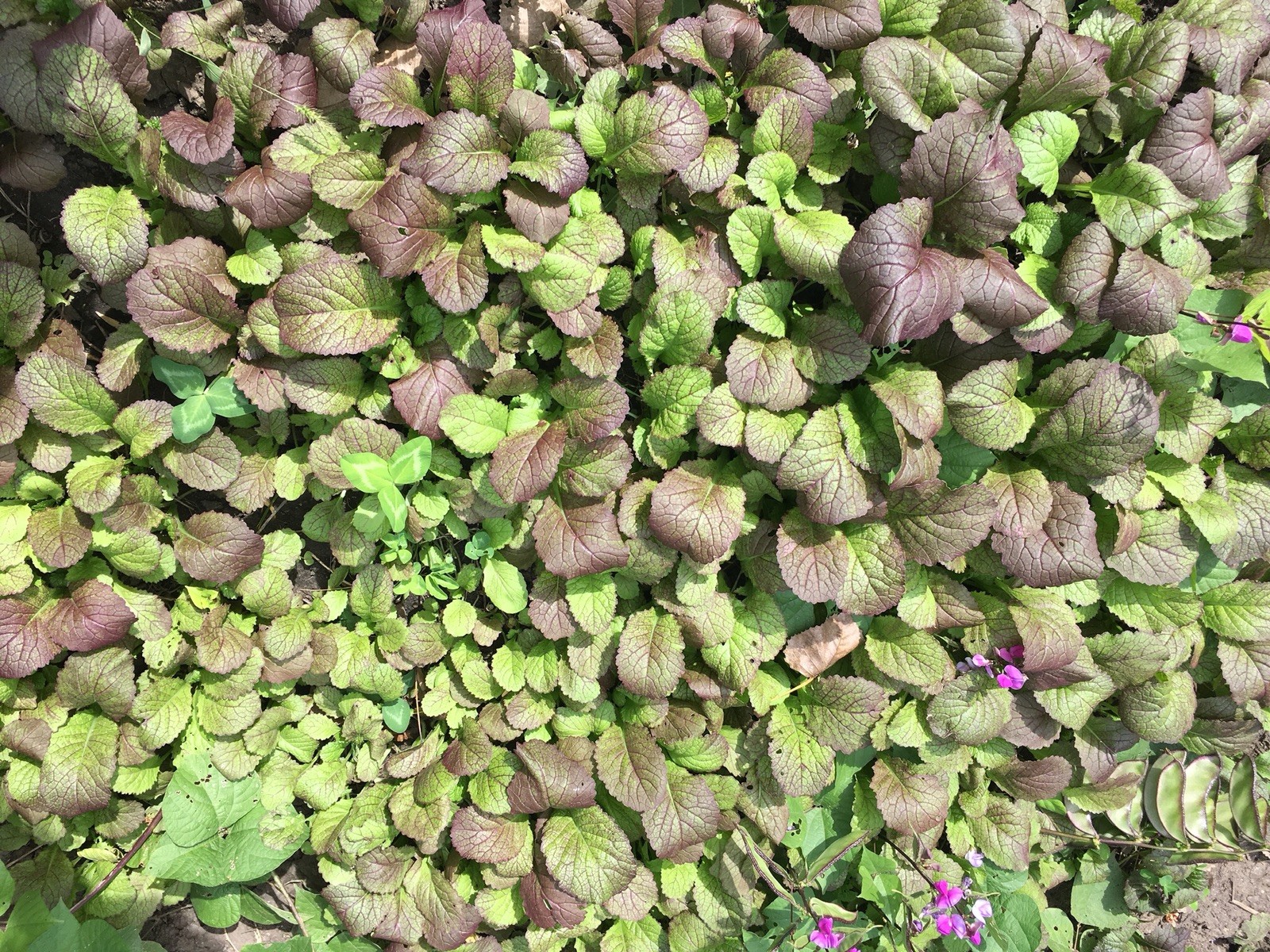 3000+ 7G heirloom Japanese Red Giant Mustard Green seeds 日本大紫芥菜 からしな Karashina