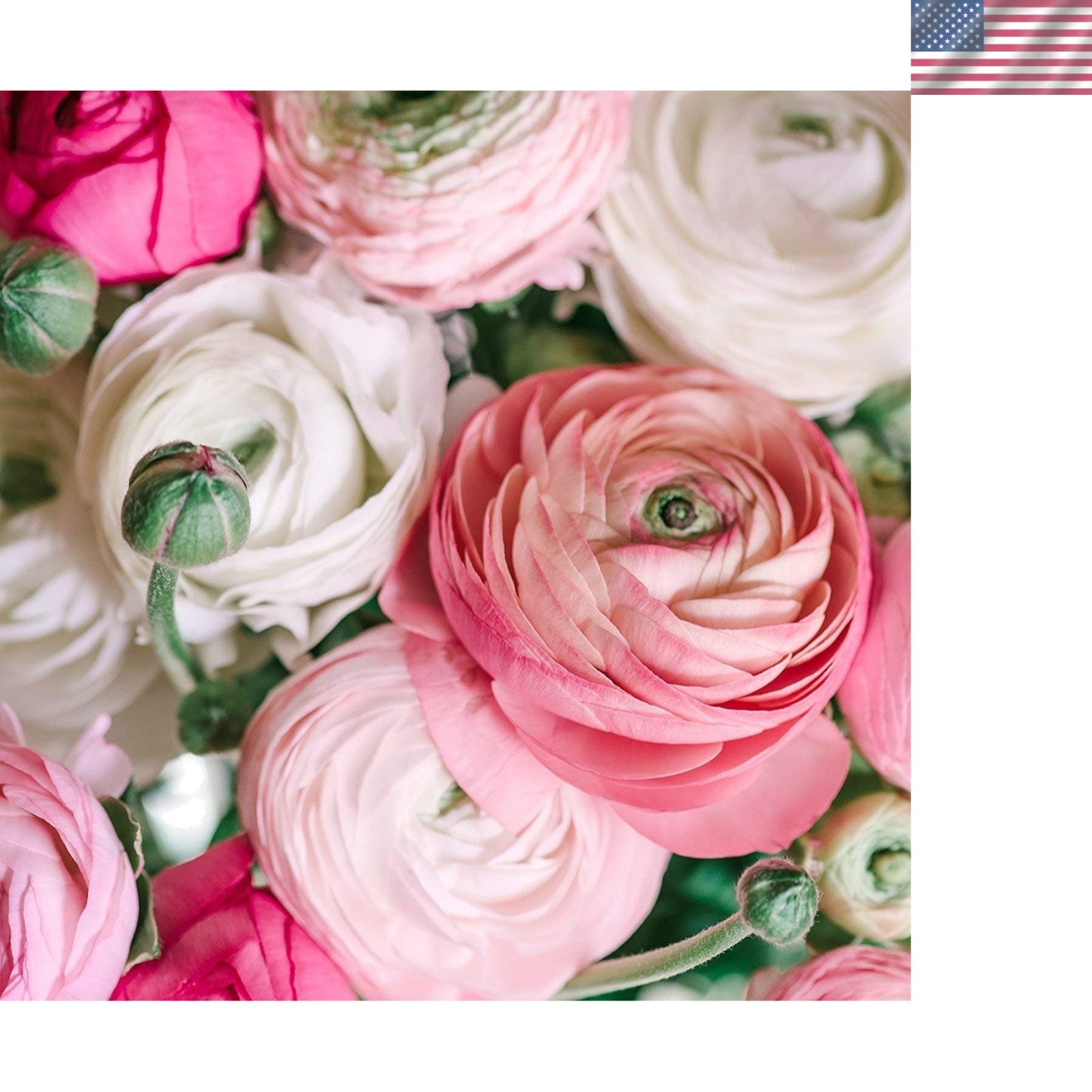10-Piece Heirloom Persian Buttercup Bulbs – Pastel Flowers for Beautiful Gardens