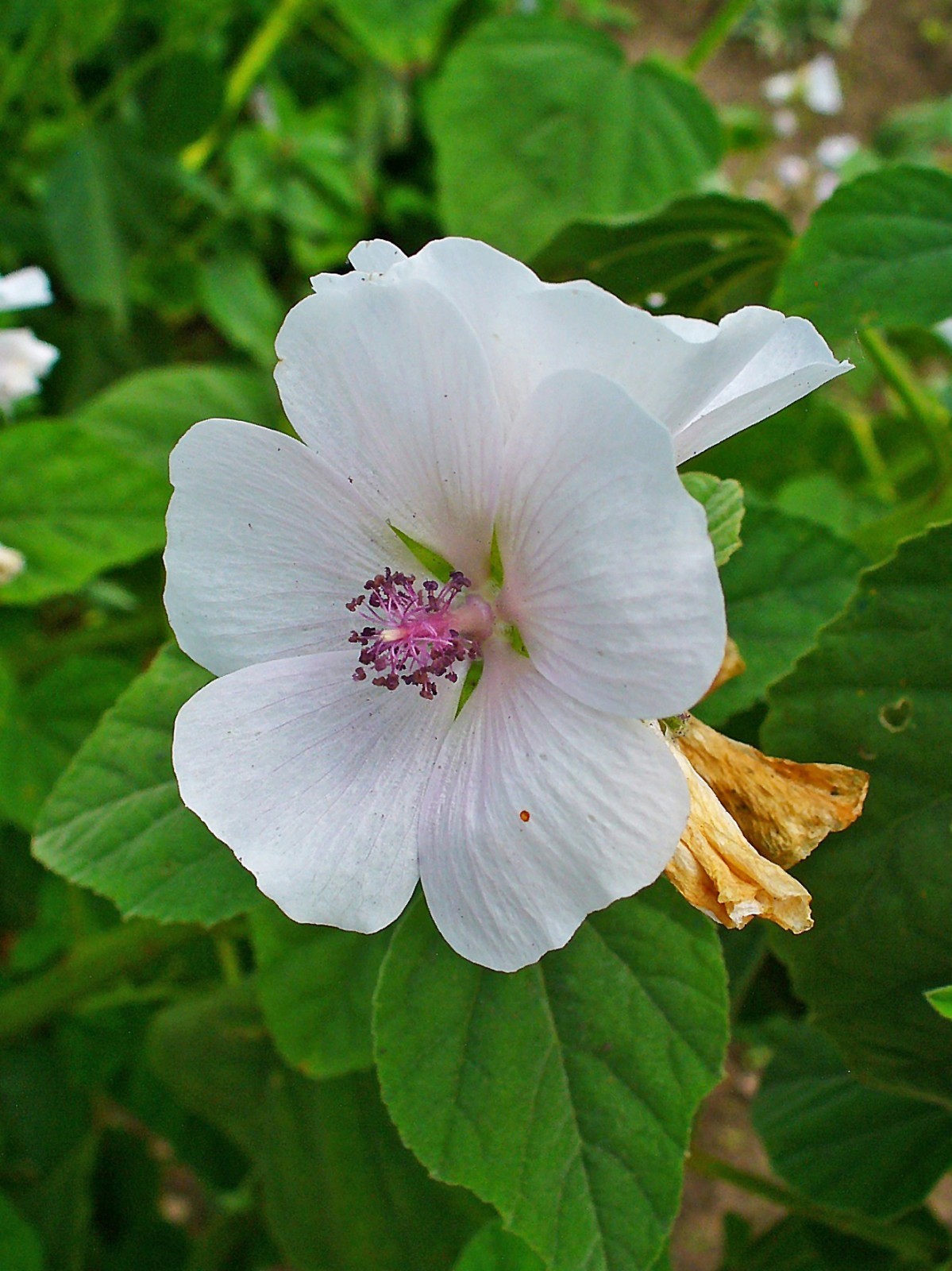 Marshmallow Plant Seeds – Althaea officinalis | Heirloom Herb for Edible & Med