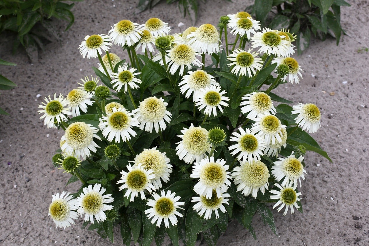Delicious Creamy White Nougat Coneflower 30 seeds~The Brooklyn Botanical Gardens