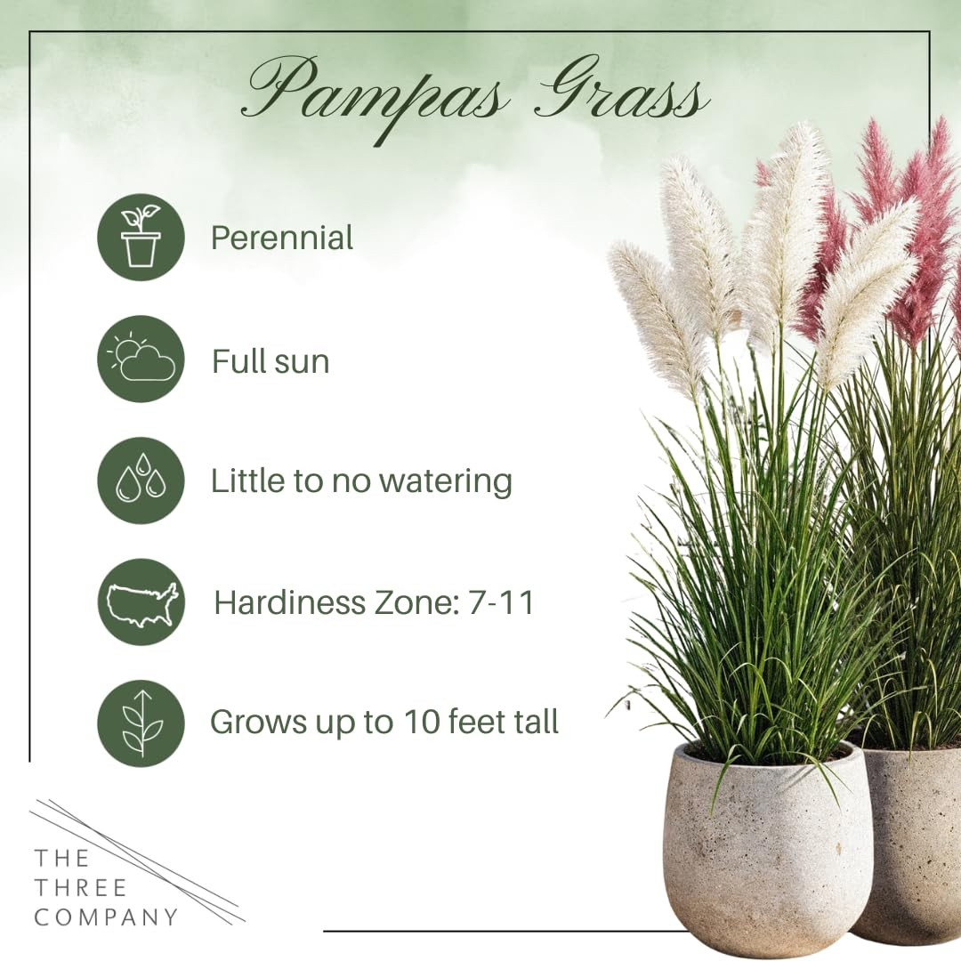 Pampas Grass Assorted Pink & White 2 Pack Perennial Accent Plant, 10″ Tall