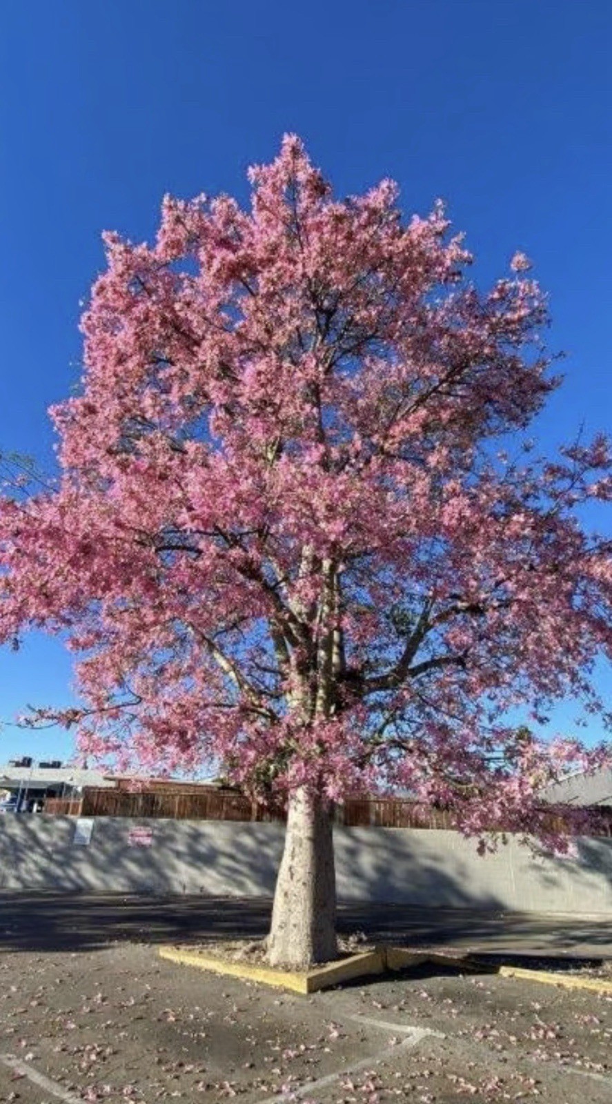 Pink Silk Floss Tree-Ceiba specios-Rare Tree! Beautiful Orchid Like Blooms!