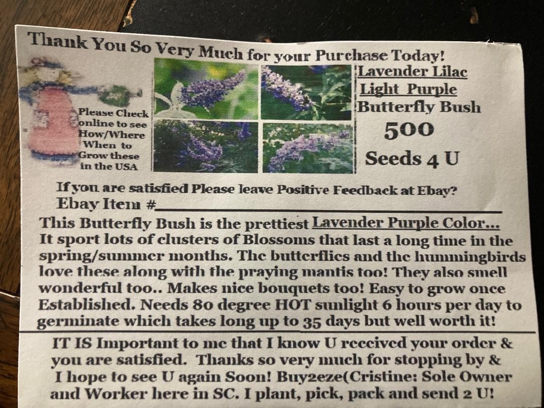 500 + Seeds OF Lilac LAVENDER Butterfly Budhelia Bushes Perennial USA Seller