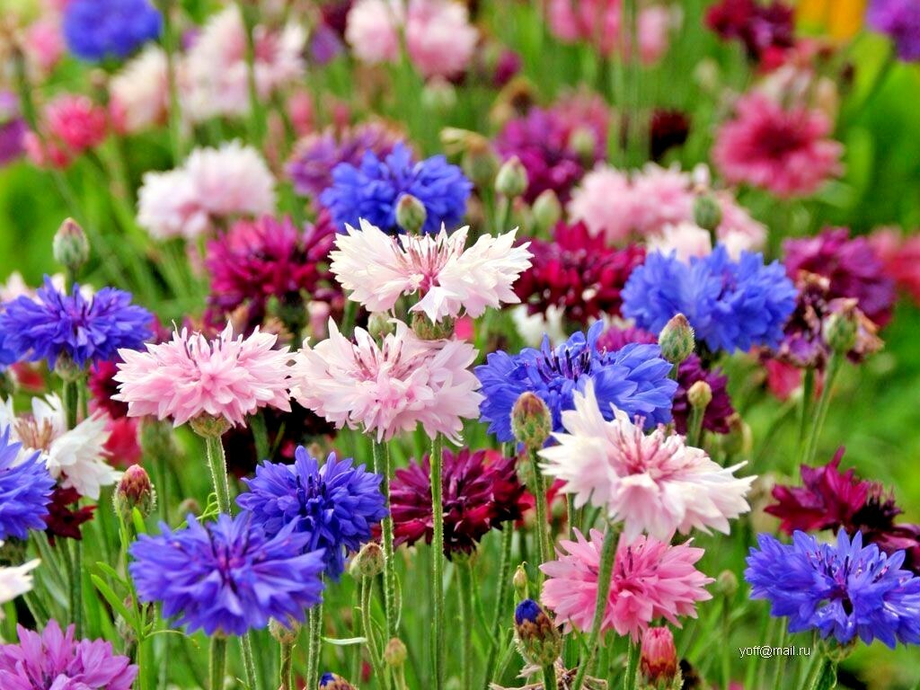 501+CORNFLOWER BACHELOR BUTTON Mixed Seeds Cut Dried Flowers Garden Container