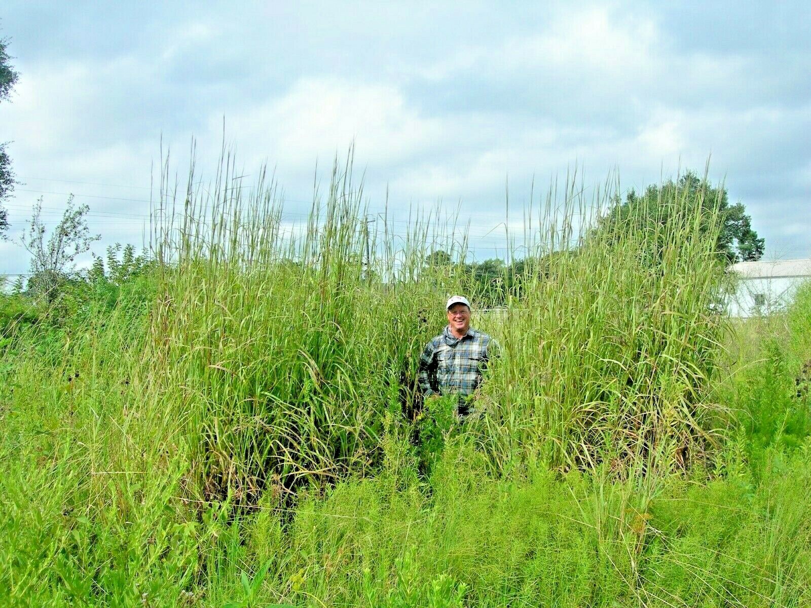 501+BIG BLUESTEM Seeds Native Tall Grass Prairie Ornamental Drought Heat Cold