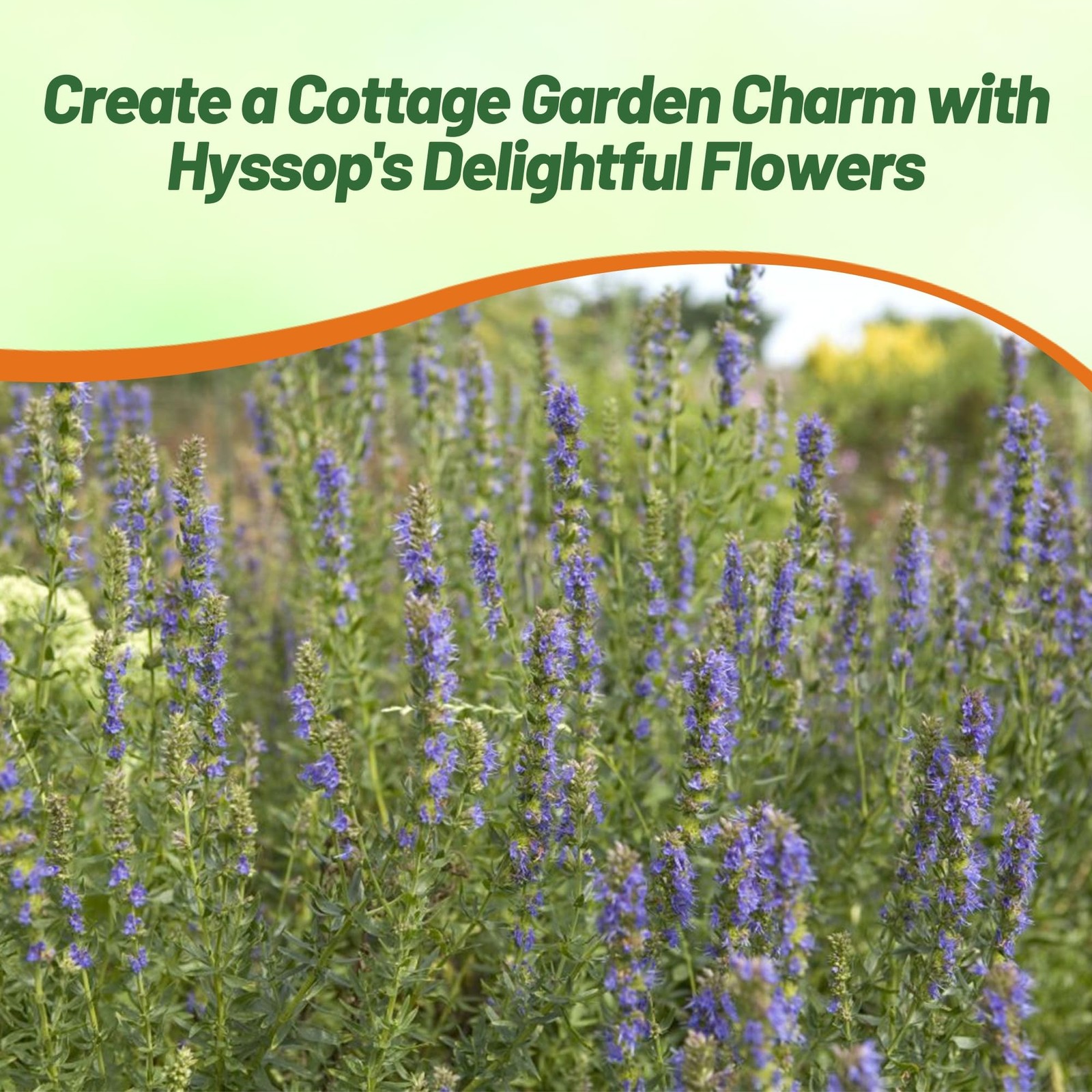 1000 PCS Blue Hyssop Seeds Planting Perennial Herb Garden Fragrant Blooms