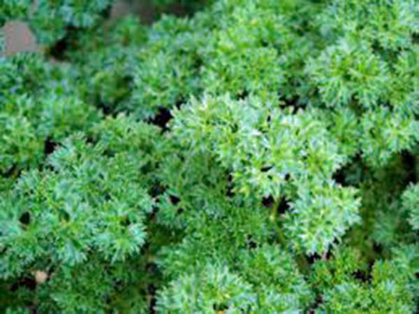 PARSLEY SEED, TRIPLE CURLED, HEIRLOOM, NON GMO, 25+ SEEDS,PARSLEY SEEDS