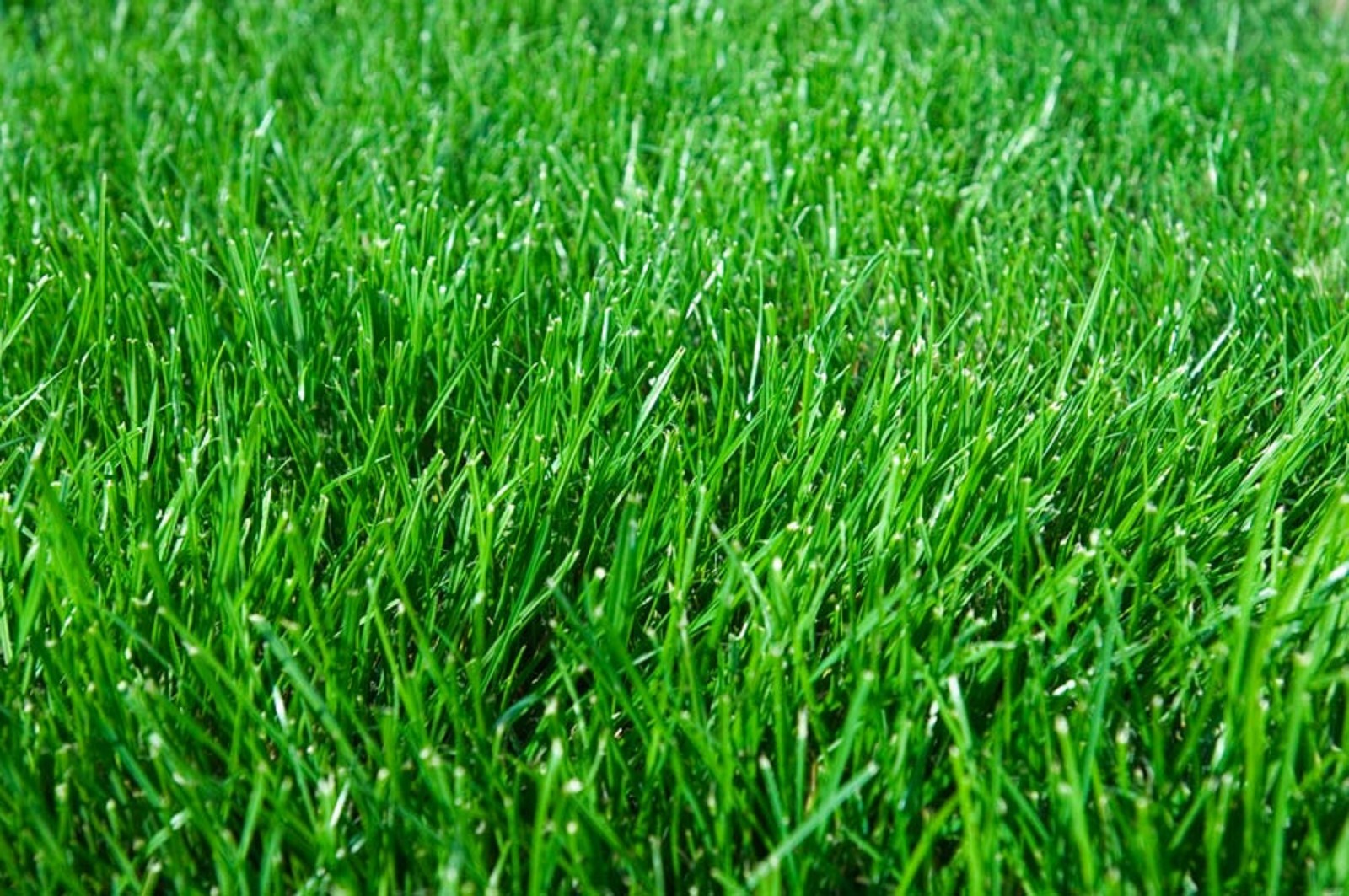 10 LBS SUNNY BLEND GRASS SEED MIX FALCON FESCUE PERENNIAL RYE KY. BLUEGRASS