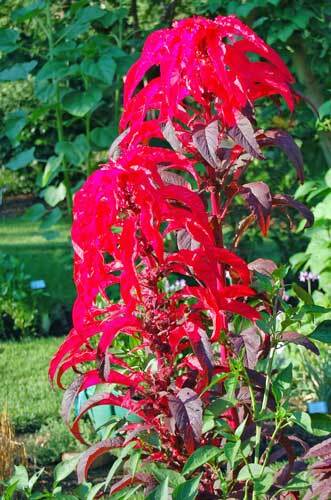 Amaranthus tricolor | Early Splendor | 100 Seeds