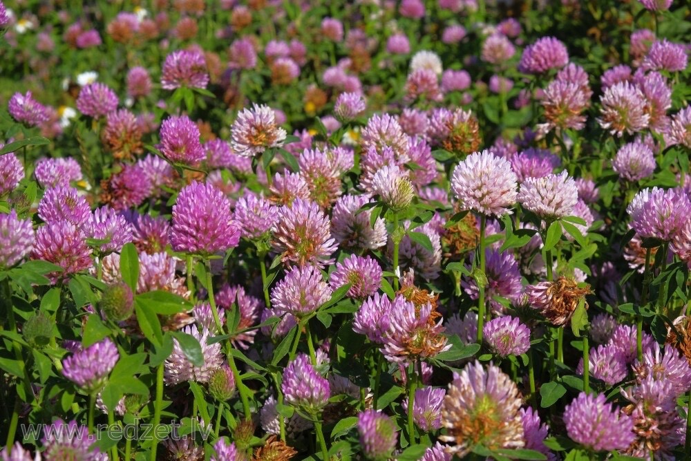 Clover Seed Mix Honeybees, Pollinators, Turkeys, Deer – For Spring Fall 1/2 acre