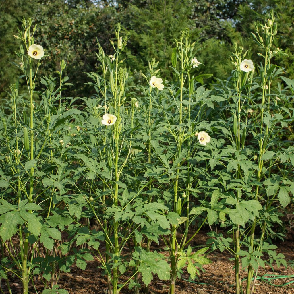 60 Heirloom Clemson Spineless Okra Seeds – Tender Pods, Easy Harvest