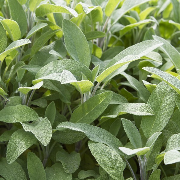 Broadleaf Sage 25 – 750 Seeds Potpourri Aroma Herbs Salvia Officinalis Bulk