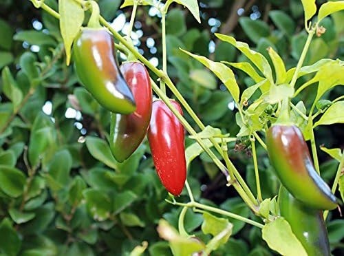 Organic Jalapeño Pepper Seeds Non-GMO Heirloom 2026 – Hot & Spicy Green/Red Pods