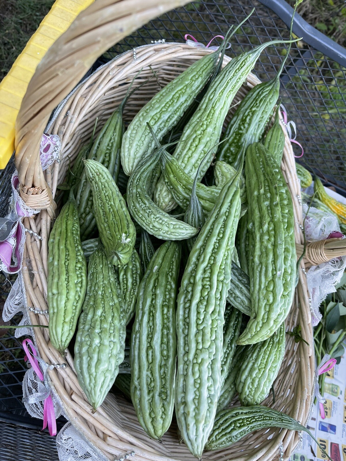 20+ Philippine Long Ampalaya- Organic Heirloom Bittergourd, Bittermelon Seeds